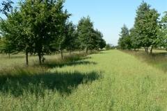 Wakelyns Agroforestry