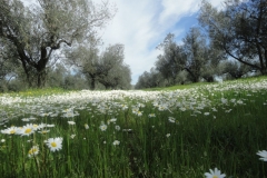 Olive tree silvarable-pastoral system