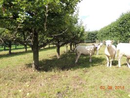 Sistemi agro-silvo-pastorali