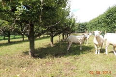 Sheep in apple trees