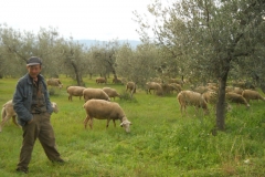 Pecore nell’oliveto in Umbria