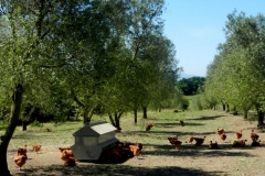 Polli nell’oliveto in Umbria