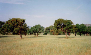Politiche agroforestry